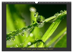Cover-Bild zum Titel 'Meine kleine grüne Wassertropfen Welt (Wandkalender 2026 DIN A3 quer), CALVENDO Monatskalender' von 'Gabi Siebenhühner'