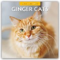 Ginger Cats - Rote Katzen - Gingerkatzen 2025 - 16-Monatskalender - 