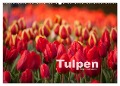 Tulpen (Wandkalender 2024 DIN A2 quer), CALVENDO Monatskalender - Peter Schickert