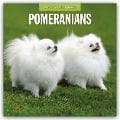 Pomeranians - Zwergspitz - Pomeranian Zwergspitz 2025 - 16-Monatskalender - Robin Red