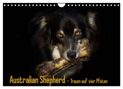 Cover-Bild zum Titel 'Australian Shepherd - Traum auf vier Pfoten (Wandkalender 2026 DIN A4 quer), CALVENDO Monatskalender' von 'Andrea Mayer Tierfotografie'