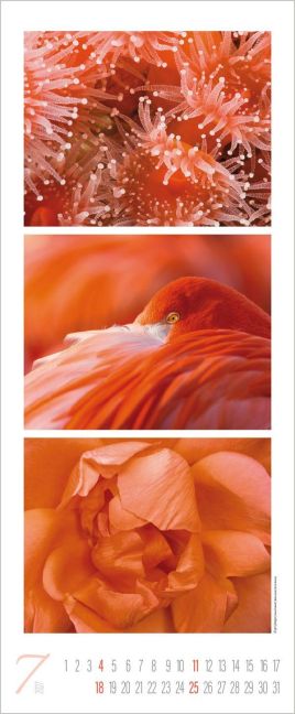 InsideView 7