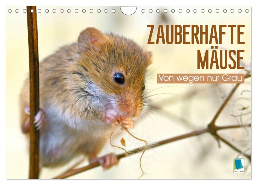 Zauberhafte Mäuse: Von wegen nur Grau (Wandkalender 2026 DIN A4 quer), CALVENDO Monatskalender - Calvendo Calvendo