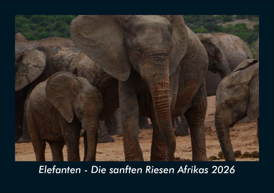 Elefanten - Die sanften Riesen Afrikas 2026 Fotokalender DIN A5 - Kevin Heber, Tobias Schmitt