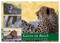 Katzen im Busch (Wandkalender 2026 DIN A3 quer), CALVENDO Monatskalender - Birgit Harriette Seifert