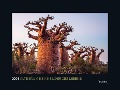 Alte Bäume, Sinnbilder des Lebens - KUNTH Wandkalender 2024 - 