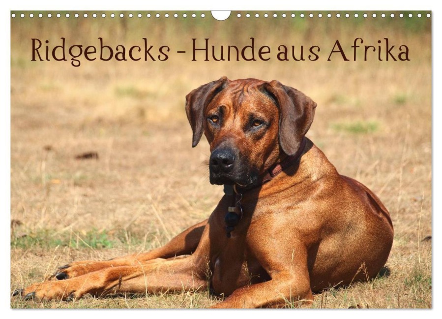 Ridgebacks - Hunde aus Afrika (Wandkalender 2026 DIN A3 quer), CALVENDO Monatskalender - Birgit Bodsch