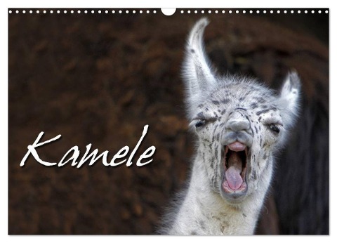 Kamele (Wandkalender 2024 DIN A3 quer), CALVENDO Monatskalender - Martina Berg