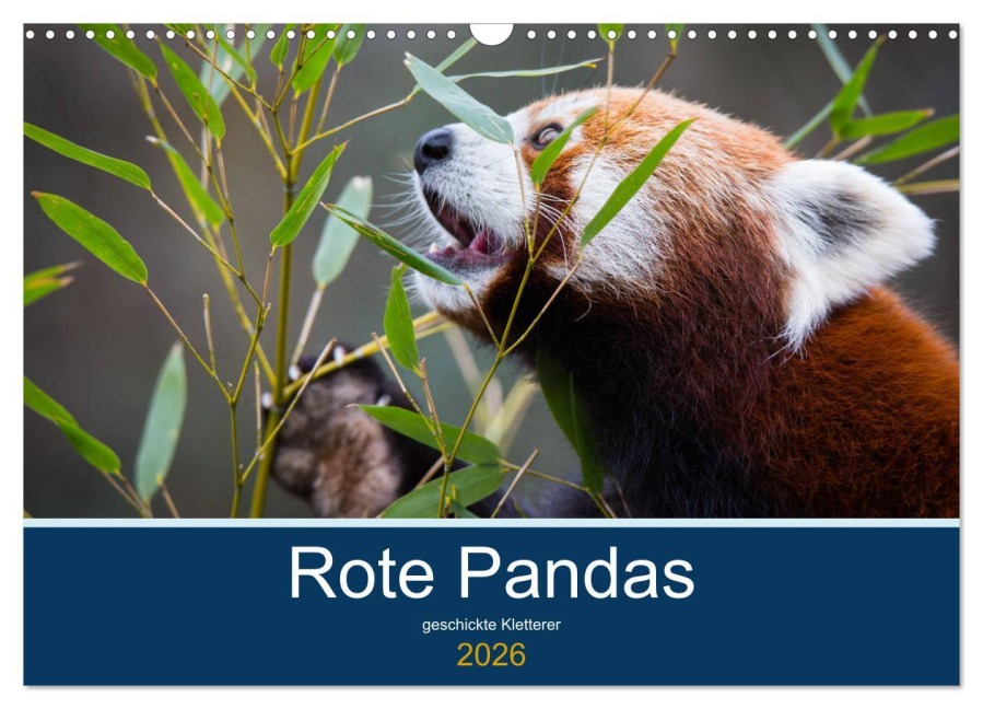 Rote Pandas - geschickte Kletterer (Wandkalender 2026 DIN A3 quer), CALVENDO Monatskalender - Cloudtail The Snow Leopard