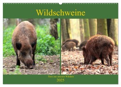 Wildschweine - Tiere aus unseren Wäldern (Wandkalender 2025 DIN A2 quer), CALVENDO Monatskalender - Arno Klatt