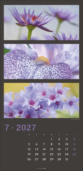 InsideView 7