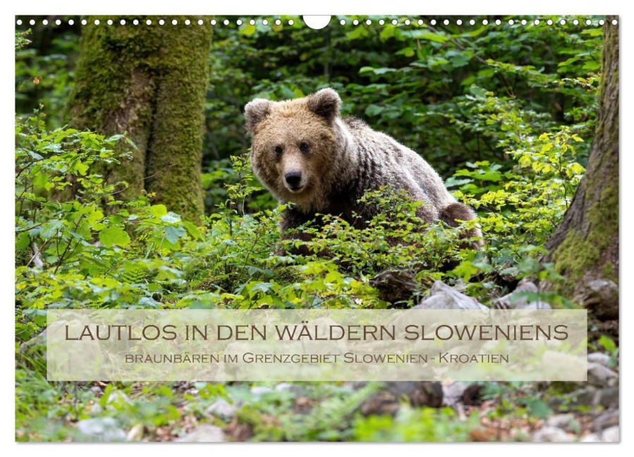 Lautlos in den Wäldern Sloweniens (Wandkalender 2026 DIN A3 quer), CALVENDO Monatskalender - Stephan Peyer