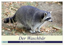 Der Waschbär - Der Maskenträger in unseren Wäldern (Wandkalender 2025 DIN A2 quer), CALVENDO Monatskalender - Arno Klatt