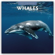 Cover-Bild zum Titel 'Whales - Wale 2027 - 16-Monatskalender' von 'Robin Red'