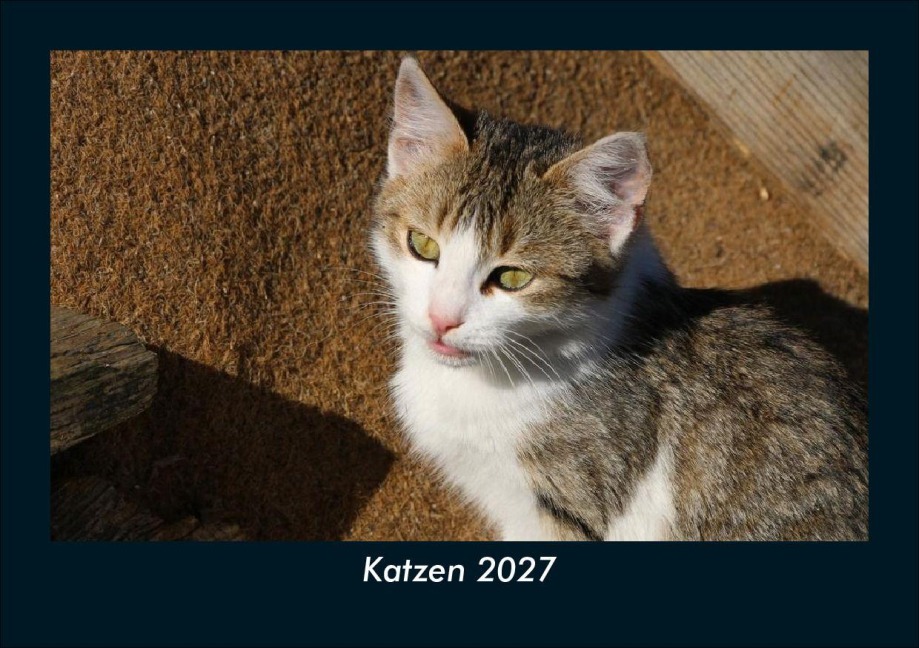 Katzen 2027 Fotokalender DIN A5 - Tobias Schmitt, Kevin Heber