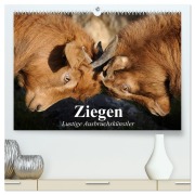 Ziegen. Lustige Ausbruchskünstler (hochwertiger Premium Wandkalender 2026 DIN A2 quer), Kunstdruck in Hochglanz - Elisabeth Stanzer