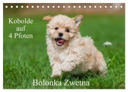Kobolde auf 4 Pfoten - Bolonka Zwetna (Tischkalender 2026 DIN A5 quer), CALVENDO Monatskalender - Sigrid Starick