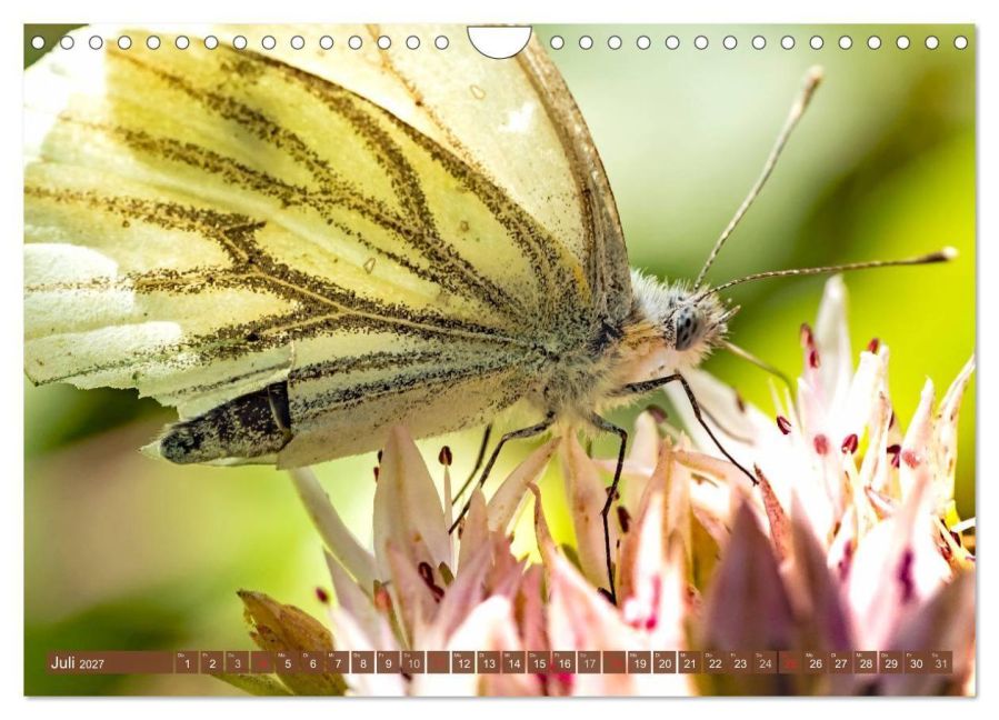 InsideView 12