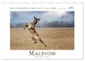 Malinois - Partner auf vier Pfoten (Wandkalender 2024 DIN A3 quer), CALVENDO Monatskalender - Martina Wrede - Wredefotografie