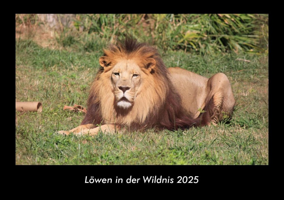 Löwen in der Wildnis 2025 Fotokalender DIN A3 - Tobias Becker
