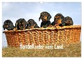 Hundekinder vom Land (Wandkalender 2024 DIN A3 quer), CALVENDO Monatskalender - Beatrice Müller