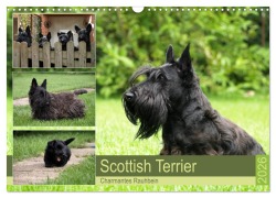 Cover-Bild zum Titel 'Scottish Terrier - Charmantes Rauhbein (Wandkalender 2026 DIN A3 quer), CALVENDO Monatskalender' von 'Birgit Bodsch'