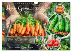 Cover-Bild zum Titel 'Mein Gemüsegarten - Ein Jahr knackig frisches Gemüse (Wandkalender 2026 DIN A4 quer), CALVENDO Monatskalender' von 'Anja Frost'