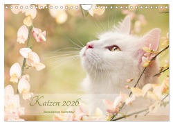 Cover-Bild zum Titel 'Katzen 2026 Bezaubernde Samtpfoten (Wandkalender 2026 DIN A4 quer), CALVENDO Monatskalender' von 'Janice Pohle'