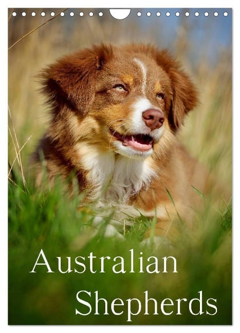 Australian Shepherds (Wandkalender 2025 DIN A4 hoch), CALVENDO Monatskalender - Nicole Noack