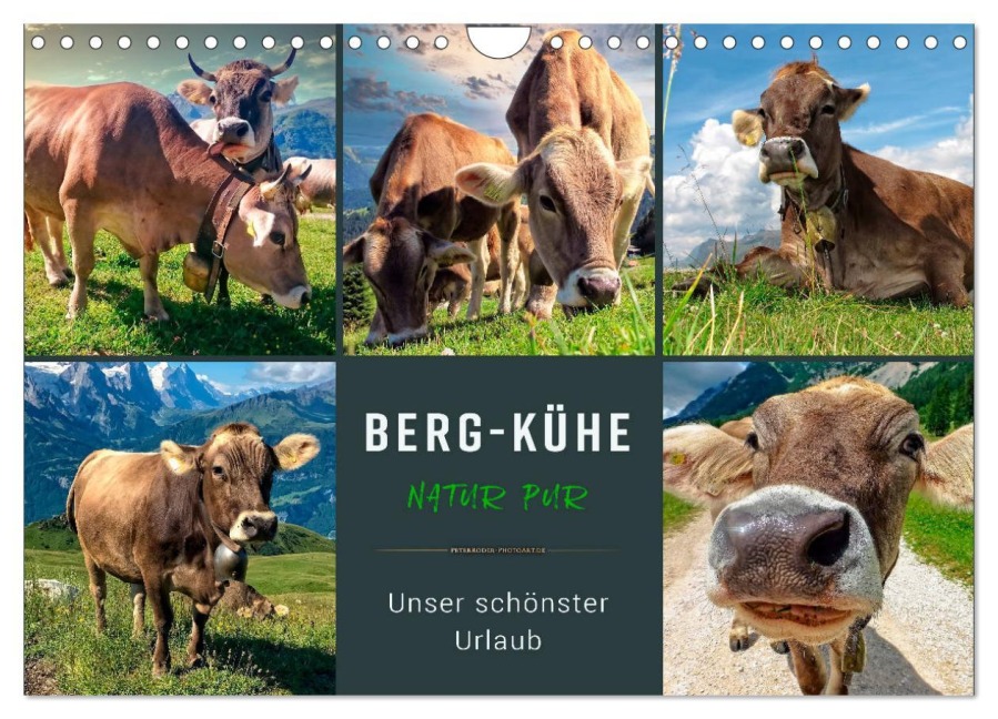 Berg-Kühe, Natur pur - unser schönster Urlaub (Wandkalender 2026 DIN A4 quer), CALVENDO Monatskalender - Peter Roder