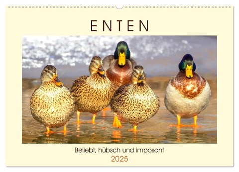 Enten. Beliebt, hübsch und imposant (Wandkalender 2025 DIN A2 quer), CALVENDO Monatskalender - Rose Hurley