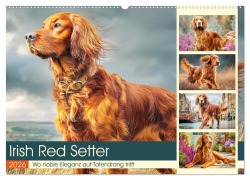 Irish Red Setter. Wo noble Eleganz auf Tatendrang trifft (Wandkalender 2026 DIN A2 quer), CALVENDO Monatskalender - Rose Hurley