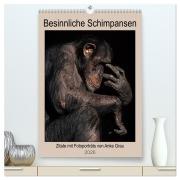 Cover-Bild zum Titel 'Besinnliche Schimpansen (hochwertiger Premium Wandkalender 2026 DIN A2 hoch), Kunstdruck in Hochglanz' von 'Anke Grau'