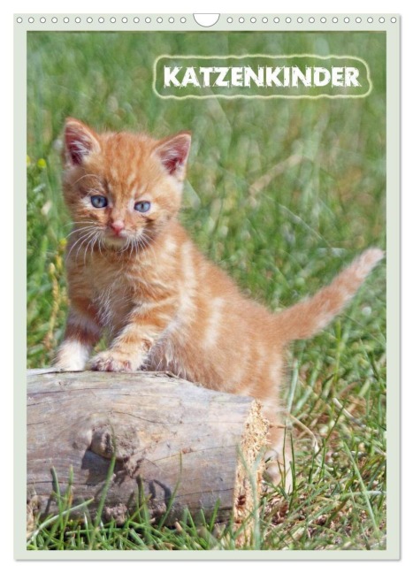 Katzenkinder (Wandkalender 2025 DIN A3 hoch), CALVENDO Monatskalender - Barbara Mielewczyk