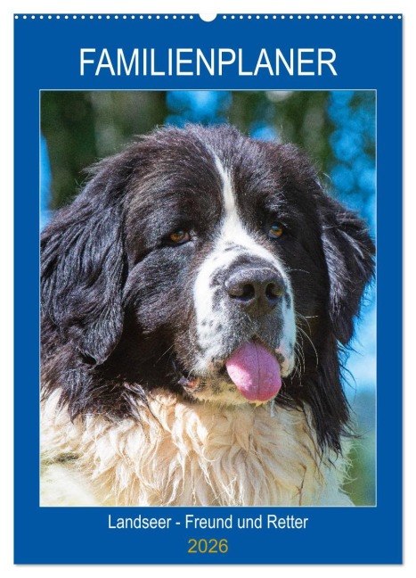 Familienplaner Landseer - Freund und Retter (Wandkalender 2026 DIN A2 hoch), CALVENDO Monatskalender - Sigrid Starick