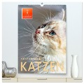 Katzen - süß und kuschelig (hochwertiger Premium Wandkalender 2025 DIN A2 hoch), Kunstdruck in Hochglanz - Peter Roder