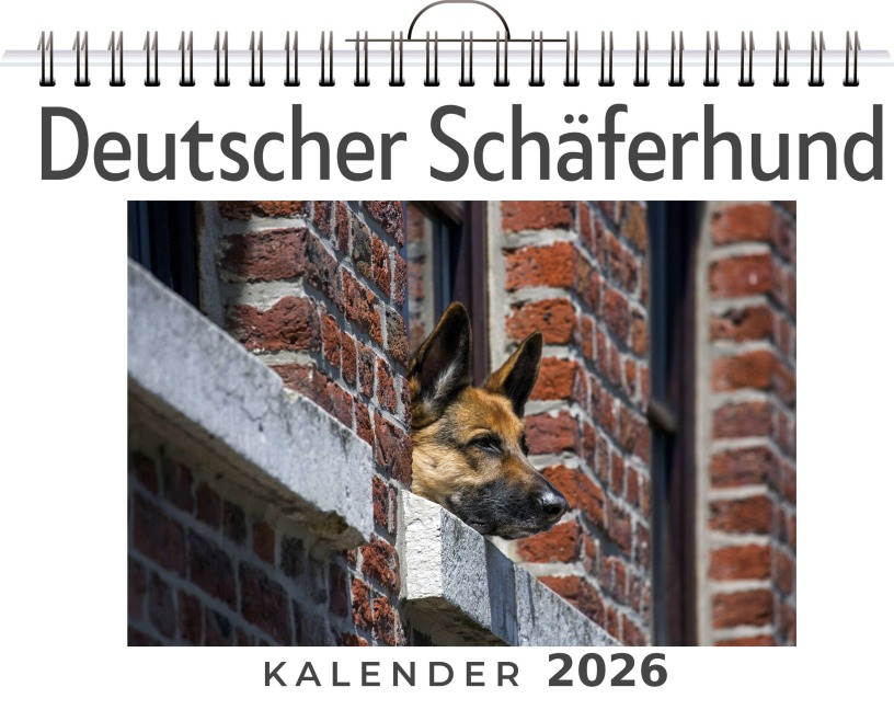 Deutscher Schäferhund - Aaron Meier