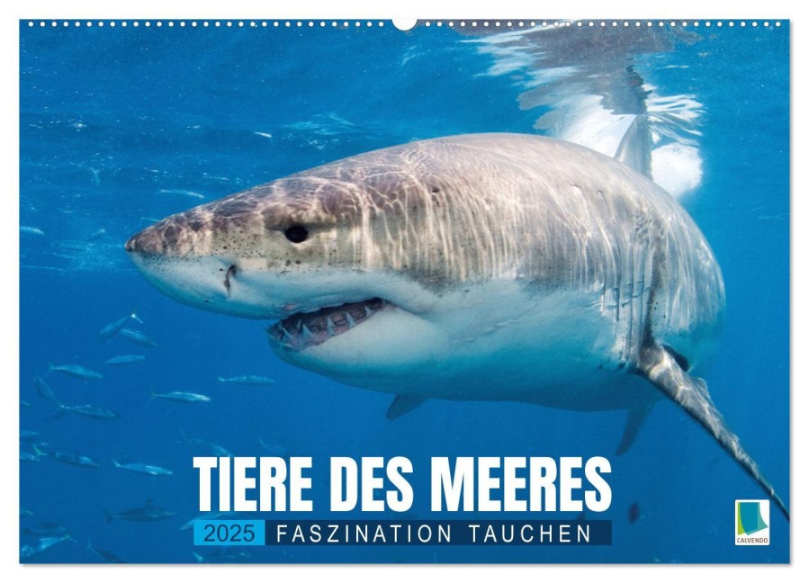 Tiere des Meeres: Faszination Tauchen (Wandkalender 2025 DIN A2 quer), CALVENDO Monatskalender - Calvendo Calvendo