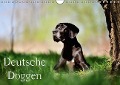 Cover-Bild zum Titel 'Deutsche Doggen / Geburtstagskalender (Wandkalender immerwährend DIN A4 quer)' von 'Nicole Noack'