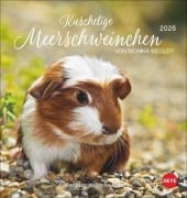 Kuschelige Meerschweinchen Postkartenkalender 2026 - 