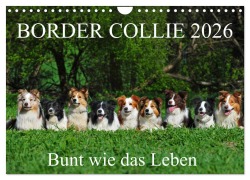 Cover-Bild zum Titel 'Border Collie 2026 (Wandkalender 2026 DIN A4 quer), CALVENDO Monatskalender' von 'Sigrid Starick'