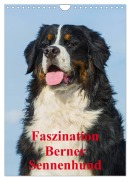 Cover-Bild zum Titel 'Faszination Berner Sennenhund (Wandkalender 2026 DIN A4 hoch), CALVENDO Monatskalender' von 'Sigrid Starick'