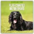 Flat-Coated Retrievers - Flat Coated Retriever 2025 - 16-Monatskalender - 