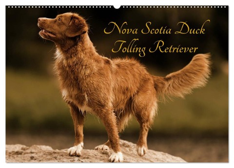 Nova Scotia Duck Tolling Retriever (Wandkalender 2024 DIN A2 quer), CALVENDO Monatskalender - Beatrice Müller Hundefotowerk