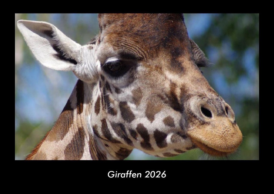 Giraffen 2026 Fotokalender DIN A3 - Tobias Becker