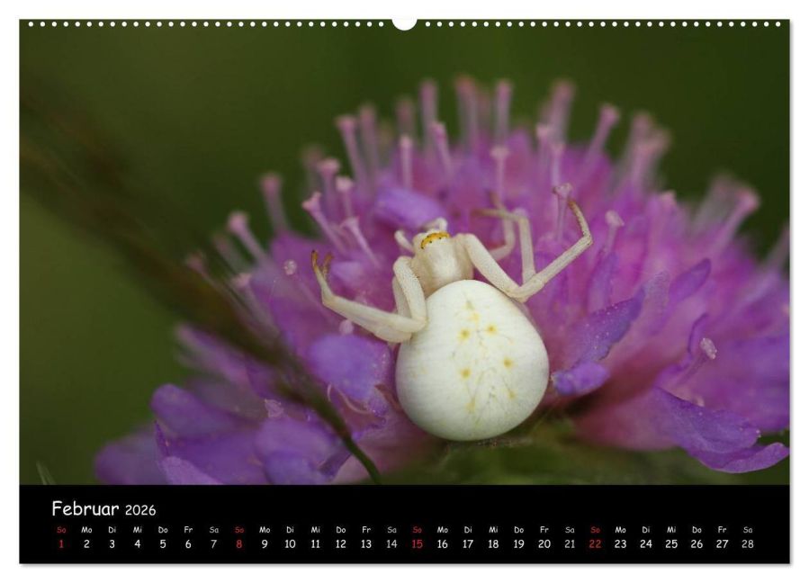 InsideView 6