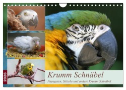 Krumm Schnäbel - Papageien, Sittiche und andere Krumm Schnäbel (Wandkalender 2026 DIN A4 quer), CALVENDO Monatskalender - Barbara Mielewczyk