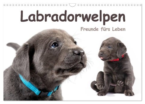 Labradorwelpen - Freunde fürs Leben (Wandkalender 2025 DIN A3 quer), CALVENDO Monatskalender - Photodesign Krätschmer