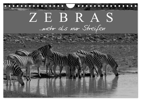 Zebras - Mehr als nur Streifen (Wandkalender 2025 DIN A4 quer), CALVENDO Monatskalender - Markus Pavlowsky Photography