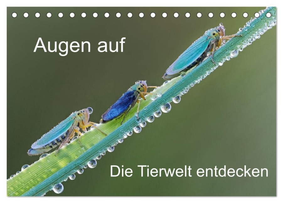 Augen auf - versteckte Tierwelt (Tischkalender 2026 DIN A5 quer), CALVENDO Monatskalender - Dorothea Oldani